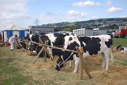 Cows Chewing the Cud at Keighley Show